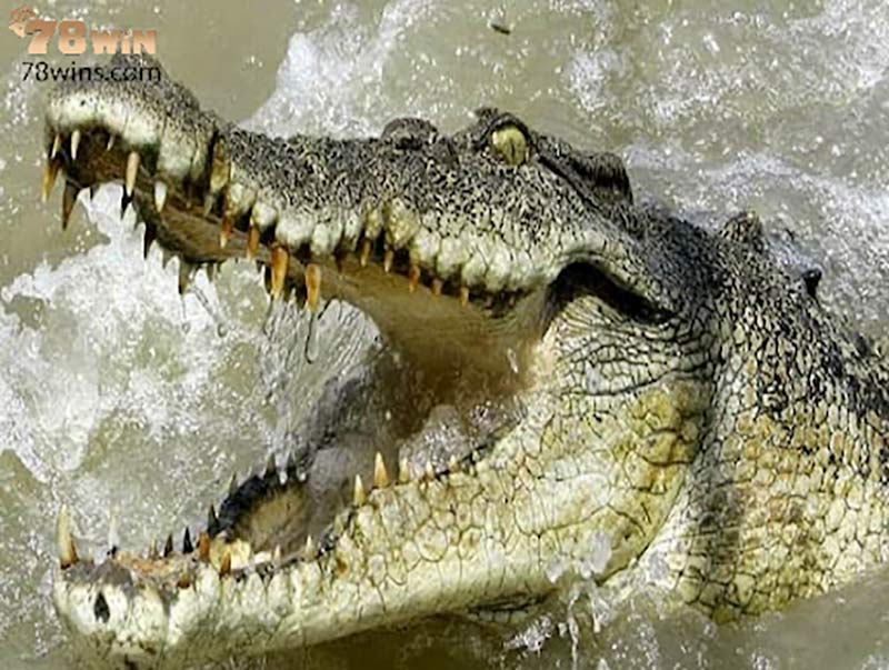 Mơ thấy cá sấu rượt đuổi báo hiệu điềm báo lành tới gia chủ