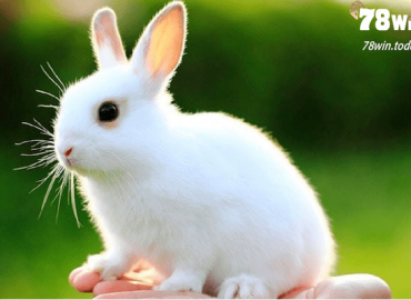 Điềm báo giấc mơ thấy thỏ là gì? Quất con đề nào đẹp nhất