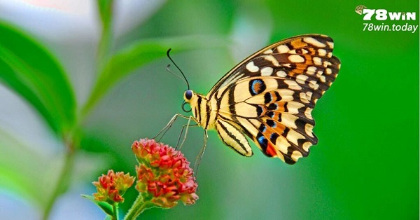 Mơ thấy bướm mang đến thông điệp thú vị cho chủ mộng