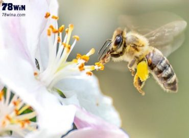 Nằm mơ thấy ong có điềm báo gì? Đánh đề con gì lãi khủng?
