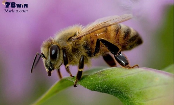 Ý nghĩa nằm mơ thấy ong rất thú vị
