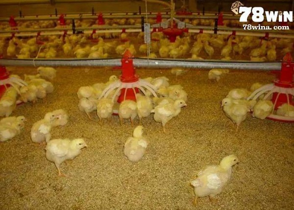 Anh em nên chú ý theo dõi tình hình của gà khi tiến hành úm gà con