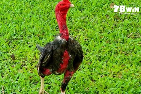 Có rất nhiều gà chọi đẹp nhất Việt Nam hiện nay