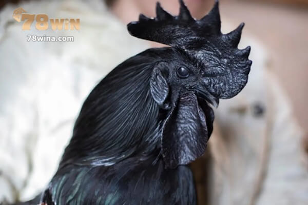 Gà mặt quỷ Indo được đánh giá là loài gà mang giá trị tinh thần
