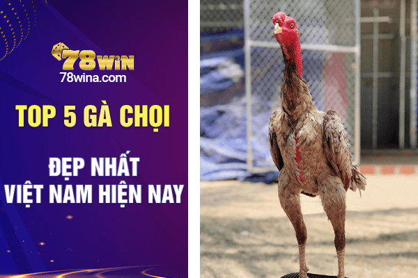 Top 5 gà chọi đẹp nhất Việt Nam hiện nay