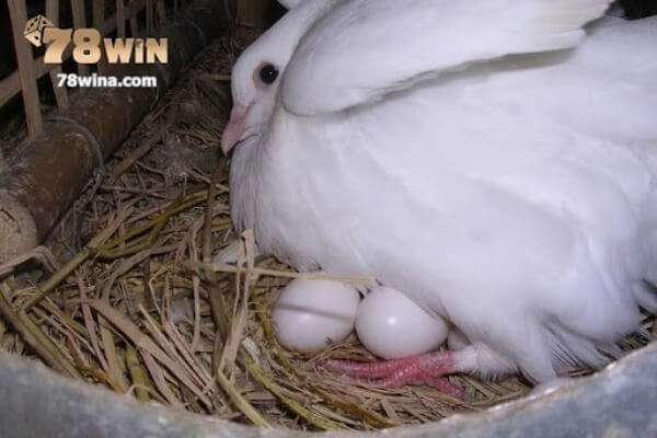 Bạn có thể nằm mơ thấy trứng chim bồ câu
